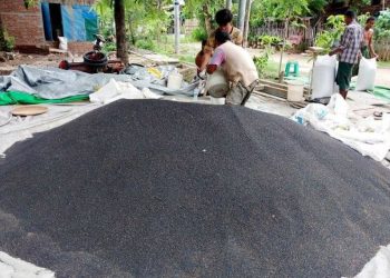 တရုတ်ဝယ်လိုအားကြောင့် စမုံနှမ်းနက်ဈေးကောင်းရရှိ