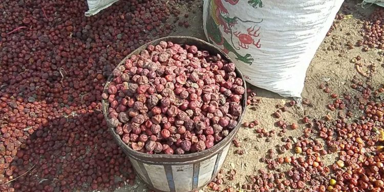 မကွေး၌ ဆီးသီးအထွက်ကောင်းပြီး ဈေးကောင်းရနေ