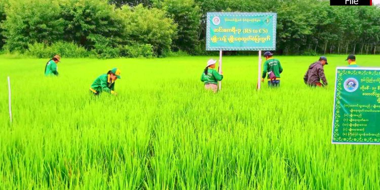 ဒေသအချို့၌ စပါးဈေးနှုန်းများ ကျဆင်း