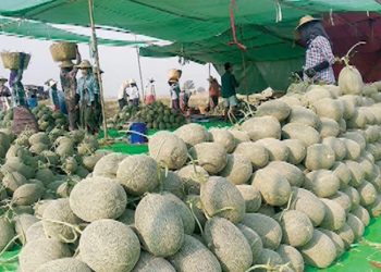 သစ်သီးများ ထုပ်ပိုးမှုစနစ်ဖြင့် ပြောင်းလဲတင်ပို့ရမည်