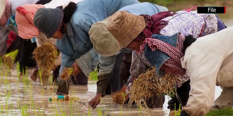 ကြွေးကျန်ကင်းမှ စိုက်ပျိုးစရိတ်ချေးငွေသစ် ထုတ်ပေးမည်