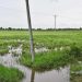 မင်းဘူး၌ နှမ်းခင်းဧက ၇၄၀ ကျော် ရေကြီးနစ်မြုပ်