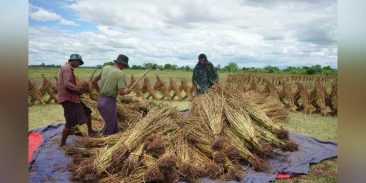 စိုက်ပျိုးစရိတ်ချေးငွေကျပ် ၆၈၈ ဘီလီယံ ထုတ်ချေးရန်လျာထား