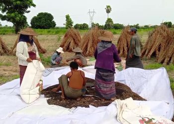 ‎နှမ်းဖြူစိုက်ပျိုးသူများ အရှုံးပေါ်