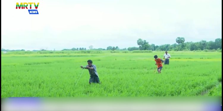 ရန်ကုန်၌ မိုးစပါးဧက ၁ သန်းကျော် စိုက်ပျိုးရန် လျာထား