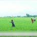 ရန်ကုန်၌ မိုးစပါးဧက ၁ သန်းကျော် စိုက်ပျိုးရန် လျာထား