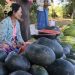 ဖရဲစျေးကောင်းရသော်လည်း အထွက်နှုန်းကျ
