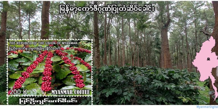 မြန်မာ့ကော်ဖီခင်းပုံ စာပို့တံဆိပ်ခေါင်းသစ် ရောင်းချမည်
