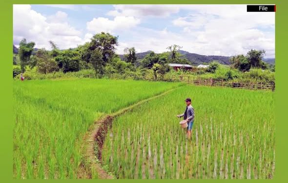မြေဩဇာရည်ညွှန်းဈေး ယခင်လထက် မြင့်တက်လာ